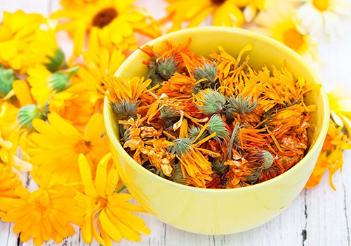 Calendula-featured-4