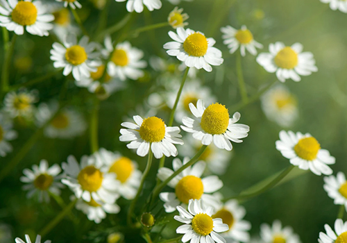 Chamomile-featured